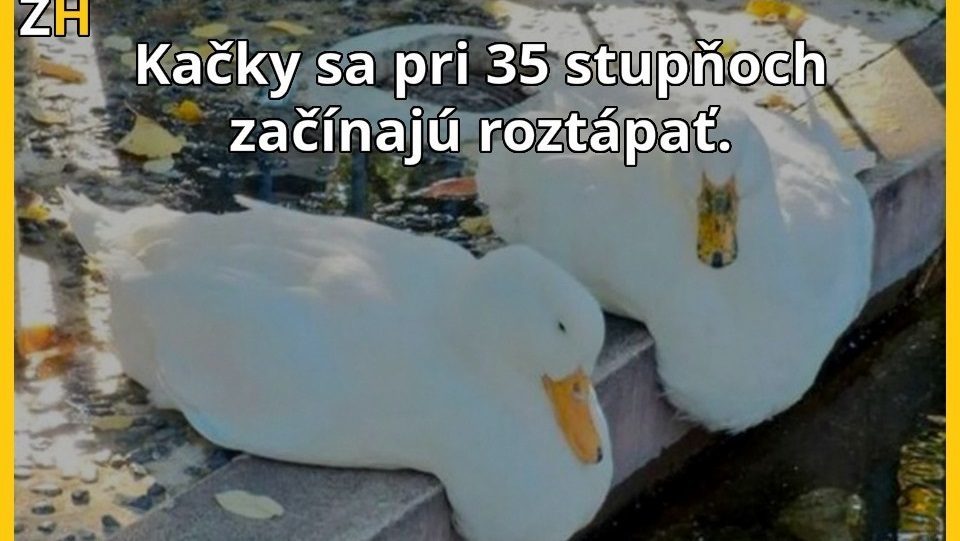 14 komických faktov o zvieratách