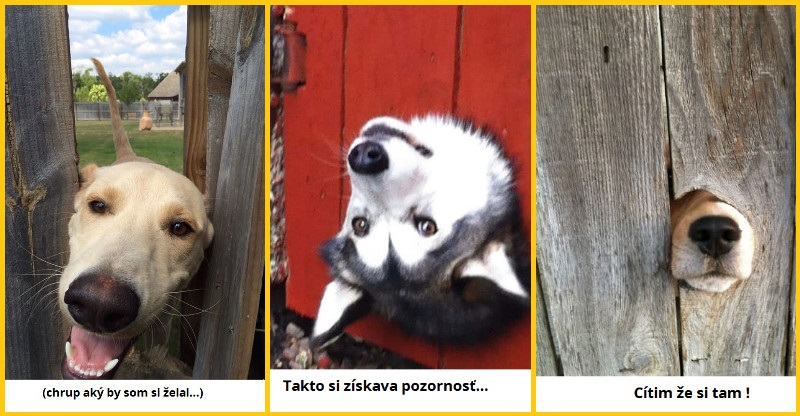 21 psov ktorí ti zlepšia deň len svojím pozdravom