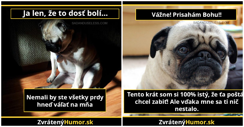 7 Obrázkov: Smutné a depresívne mopsílky