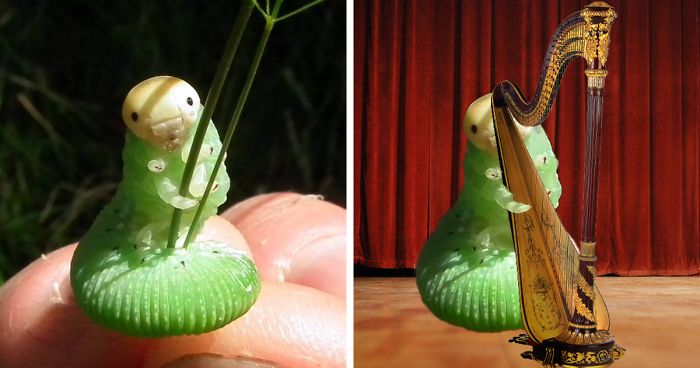 15 Obrázkov: Vtipná húsenica spustila Photoshop Battle
