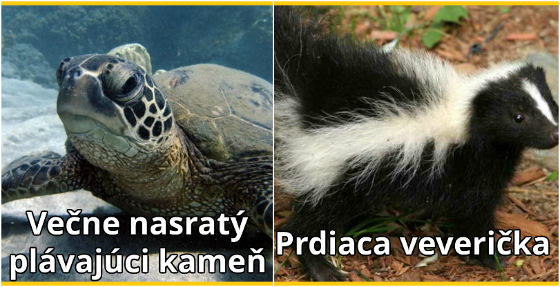 11 Obrázkov: Niektoré zvieratá by sa dali pomenovať aj lepšie
