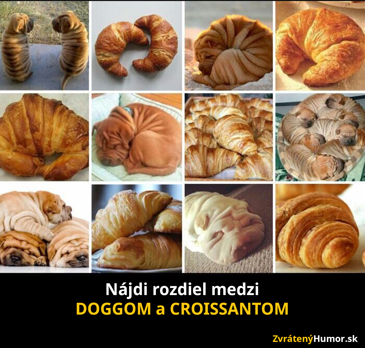 dogcro