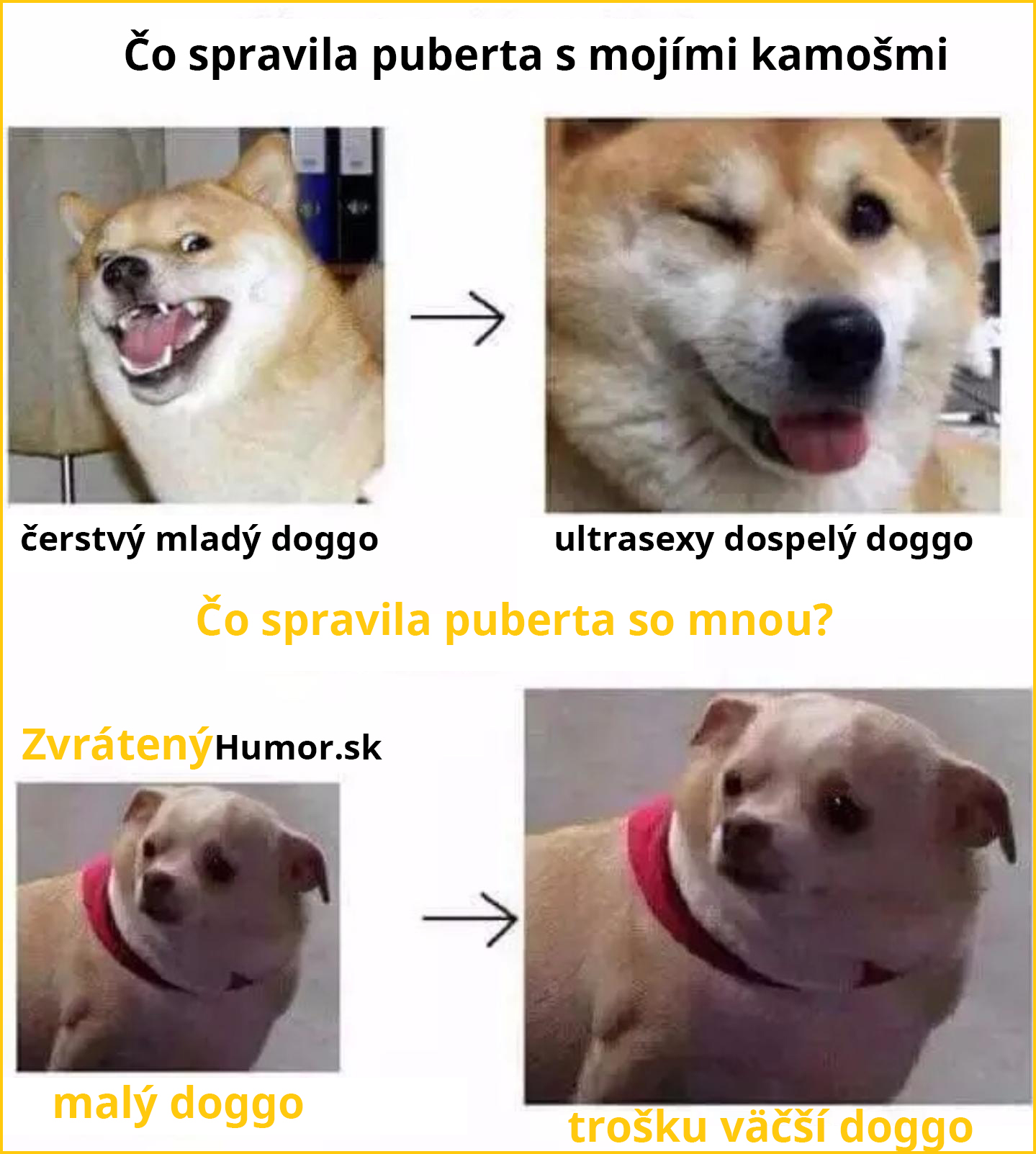 dogo