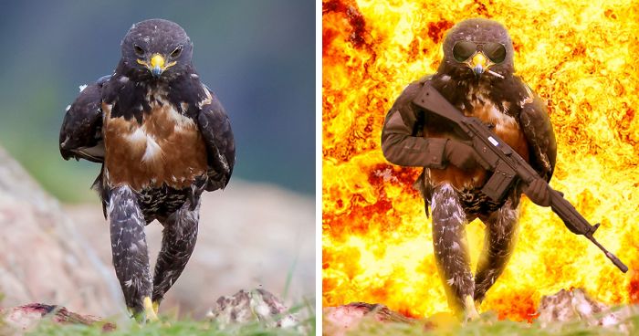 20 Obrázkov: Tento jastrab zapózoval ako frajer a Battle sa mohol začať