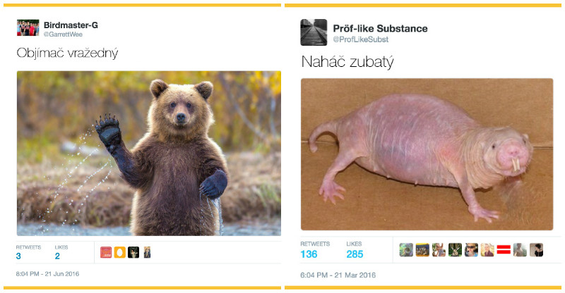 Nové výstižné mená pre zvieratá! (10 obrázkov)