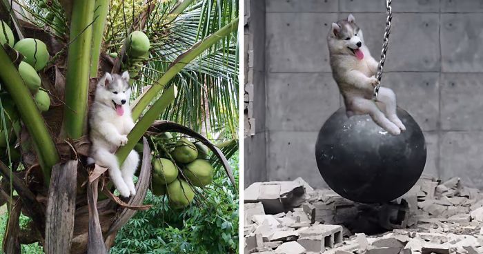 20 Obrázkov: Mladý Husky sa zasekol na strome a Internet sa mu rozhodol „pomôcť“