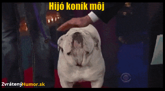 konik