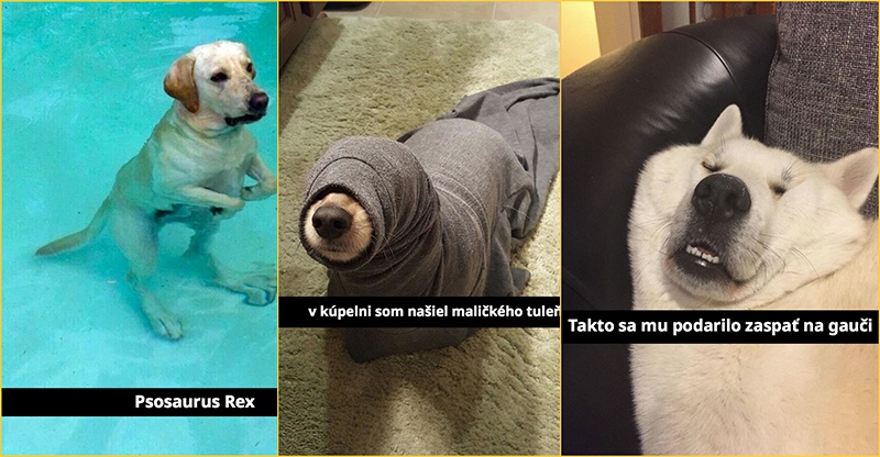 11 fotiek psov v komických situáciach