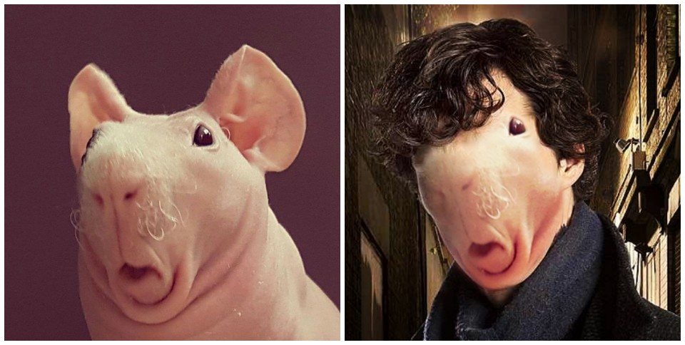 18 Obrázkov: Vydesené morské prasiatko sa stáva obeťou photoshopových majstrov