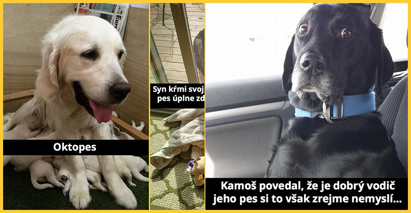 10 fotiek psov v komických situáciach #3