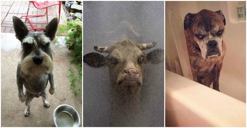 30 Obrázkov: Najprísnejšie zvieratá v hre, ktoré Ťa prebodnú svojím nahnevaným pohľadom