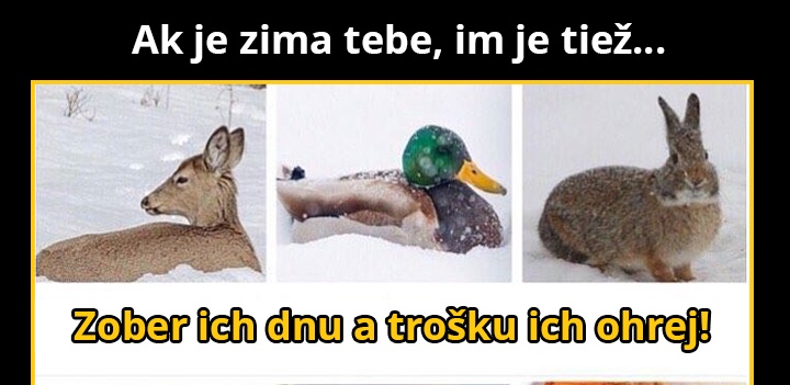Kačička je naj