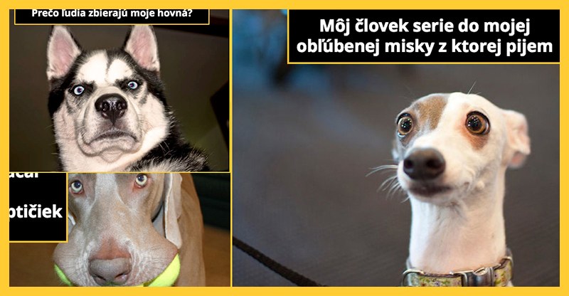 Nad čím asi tak premýšľa pes? (10 obrázkov)
