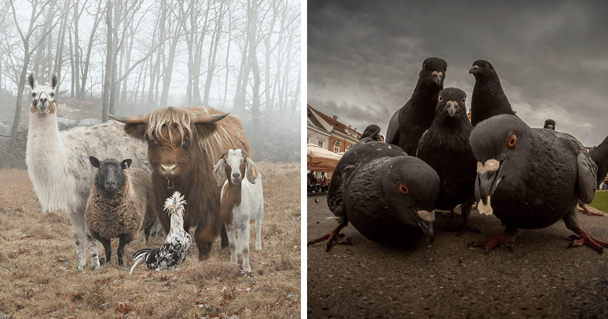 25 fotografií zvierat, ktoré vyzerajú ako by mali vydať najlepší album tohto roka