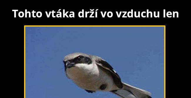 Angry birds?!