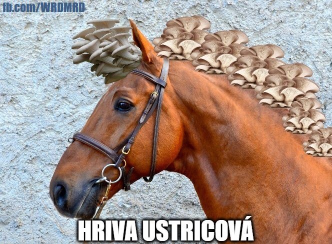 slovickarenie5