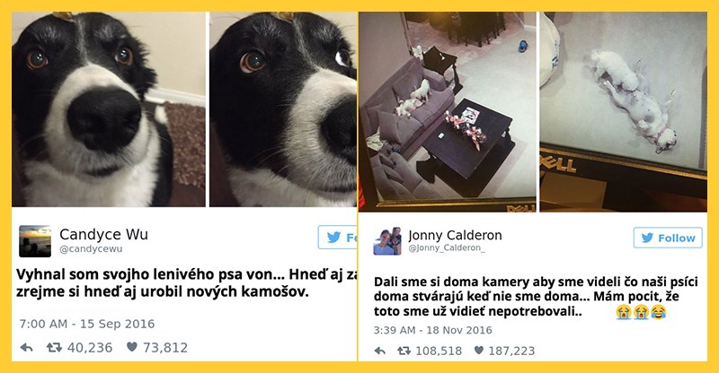 Psie snapchaty ktoré skrátka musíte vidieť (10 psíkov)