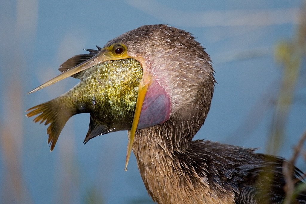bird-eats-fish-big