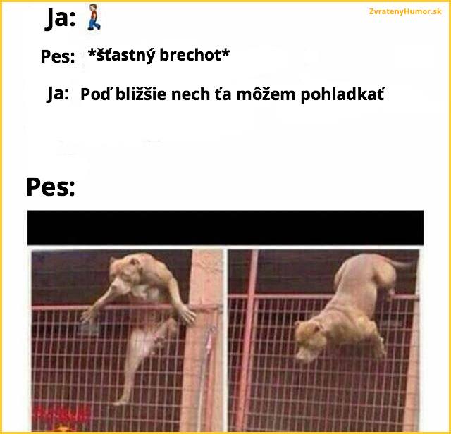 dogo1