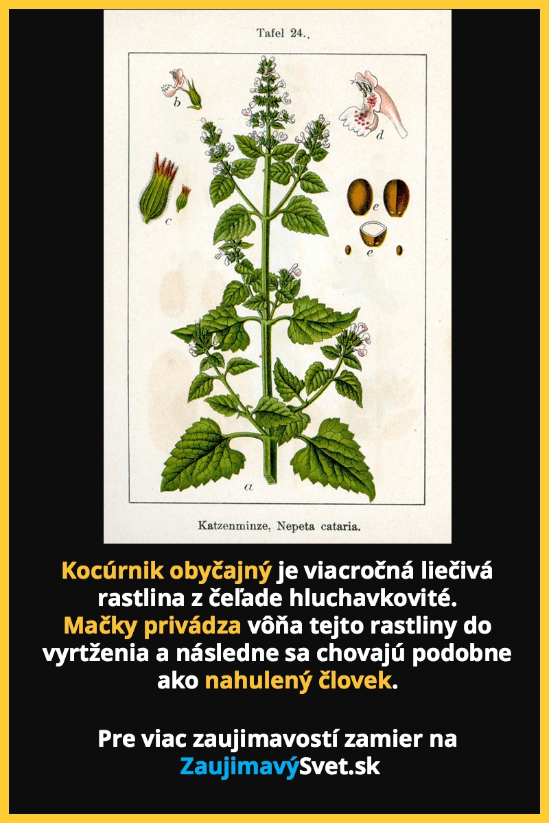 mackesnepcet0