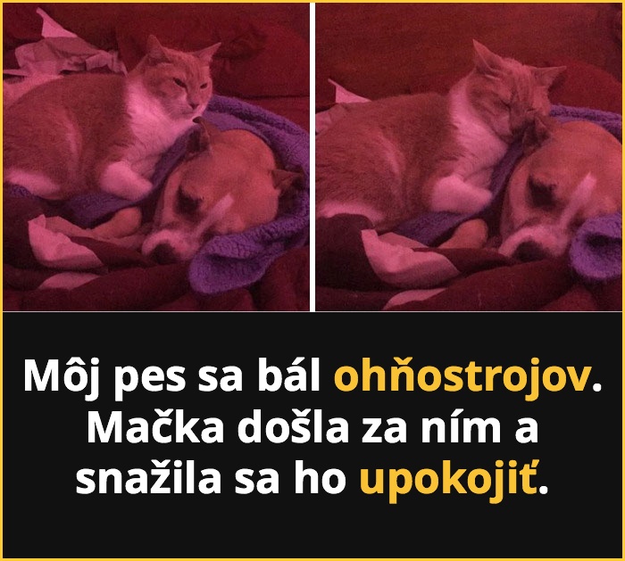 mackesnepcet3