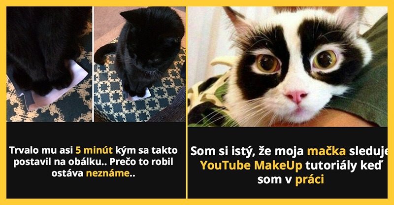 Mačky v ULTRA vtipných situaciách (10 obrázkov + 1 zaujímavosť)