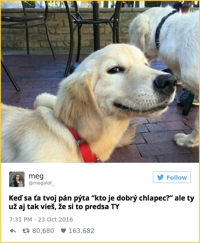 tweet_dogo2