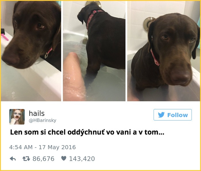 tweet_dogo3