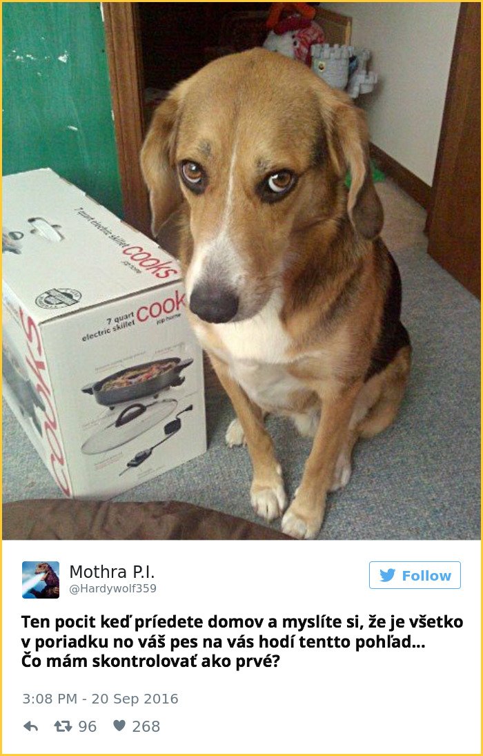 tweet_dogo4
