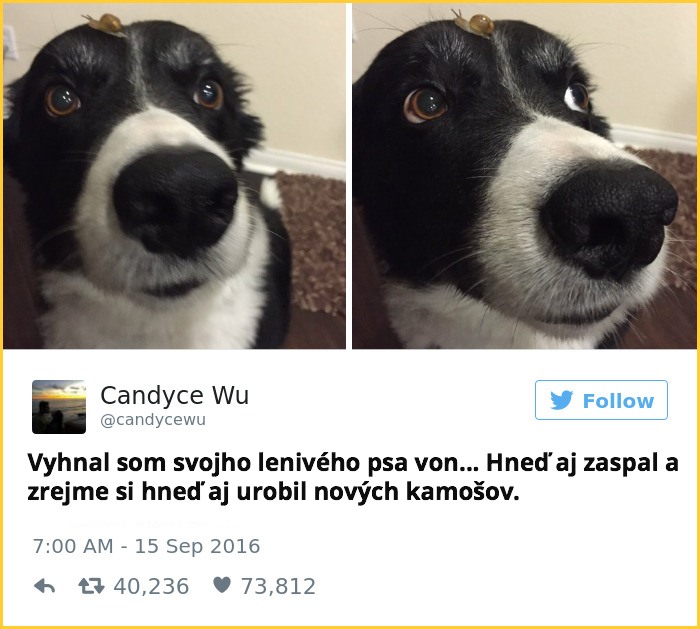 tweet_dogo5