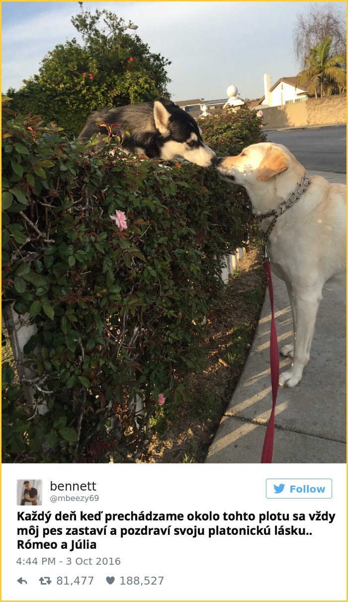 tweet_dogo8