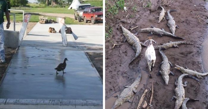 25 Obrázkov: Nie len ľudia, ale už aj zvieratá majú v p*či