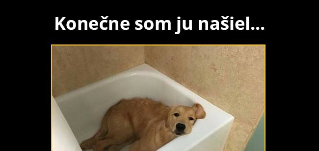 Aj psíkovia majú niekedy dosť