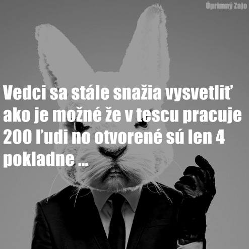 zajac2