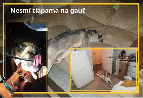 10+ obrázků. Nejlepší přátelé člověka zábavně (ne)porušují a ohýbají pravidla.