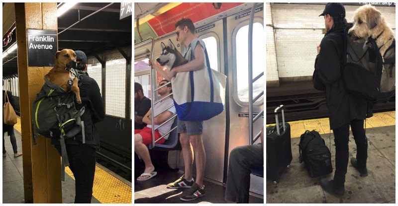 10+ Obrázkov: V NYC zakázali vstup do metra psom, ktorí sa nezmestia do tašky, tak to obyvatelia riešia po svojom