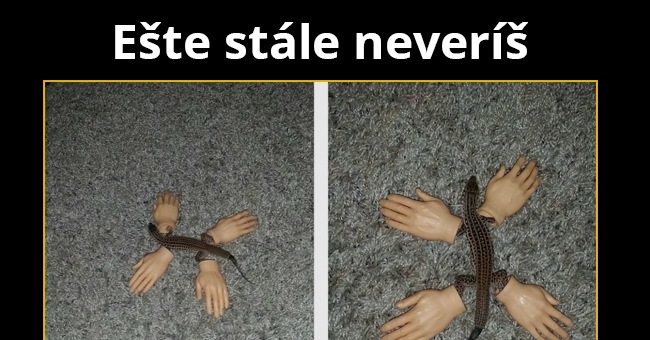 Nový druh