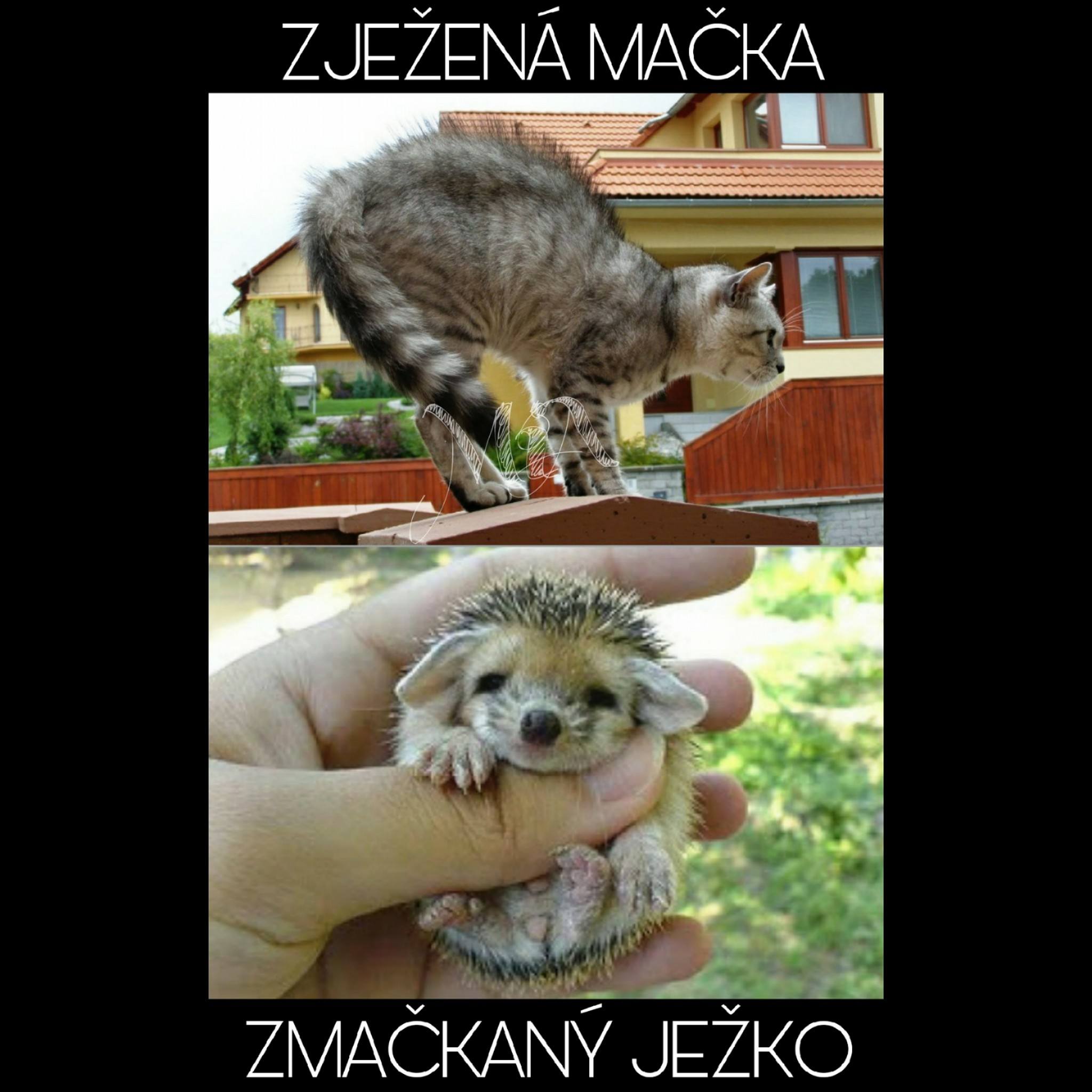 macka jezko