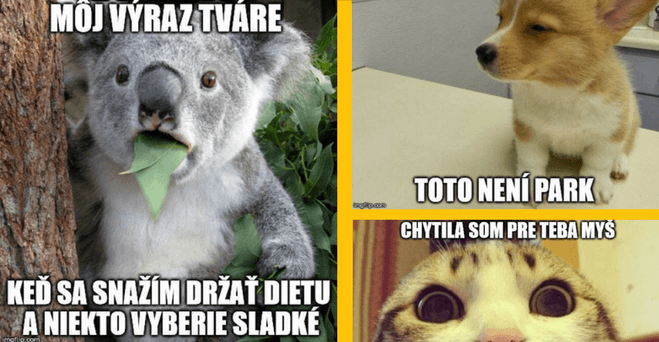 Zopár zvieracích memečiek, ktoré ťa zaručene pobavia