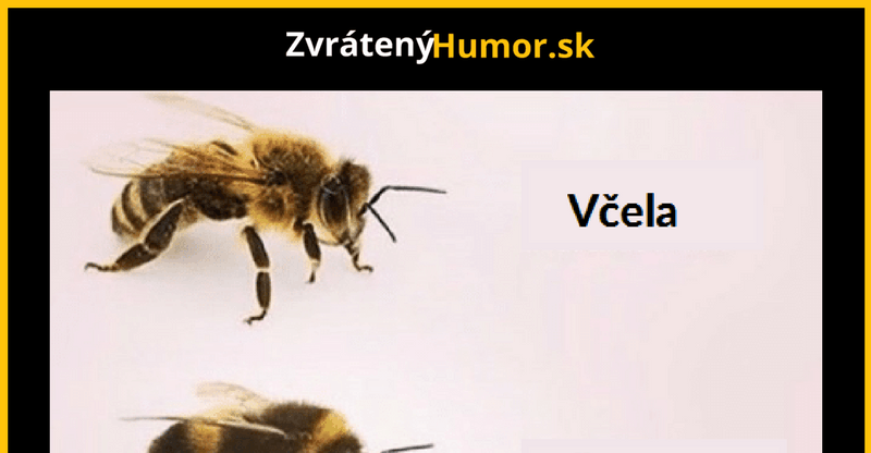 Trošku morfológie