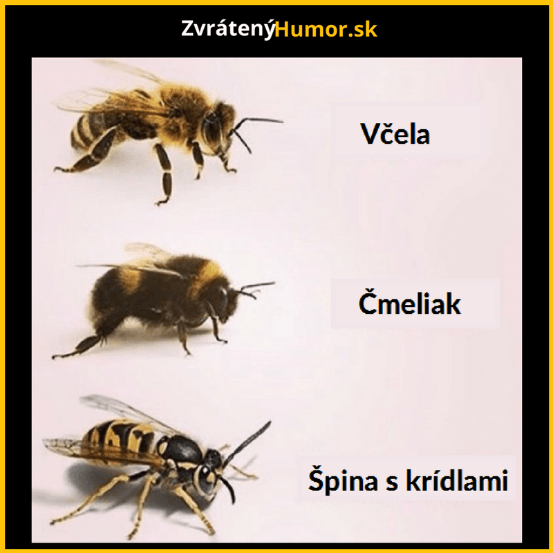 rozdelenie