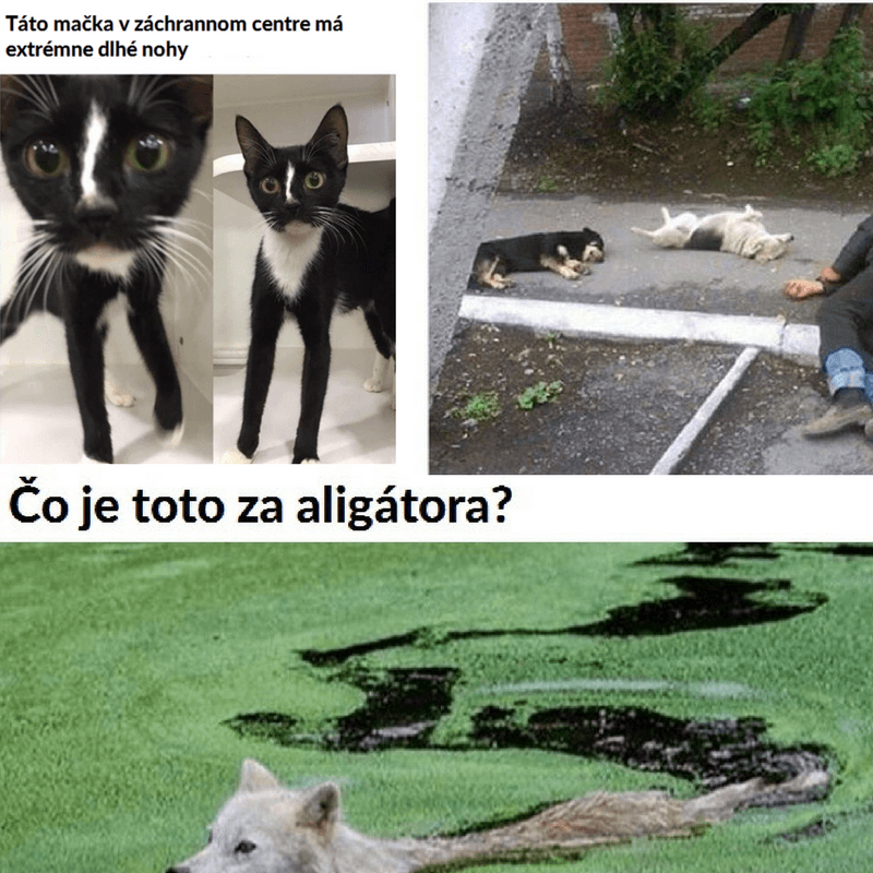 10 vtipných zvieracích memes, ktoré by ťa chceli pobaviť