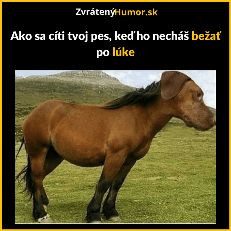 Obrazok funny (9)
