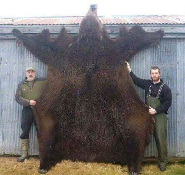85518632