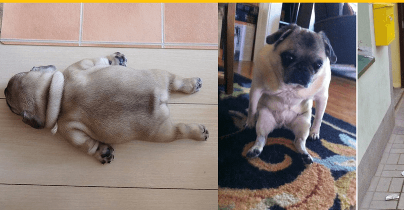 10+ fotiek, ktoré vám dokážu, že aj psy majú svoje slabé chvíle