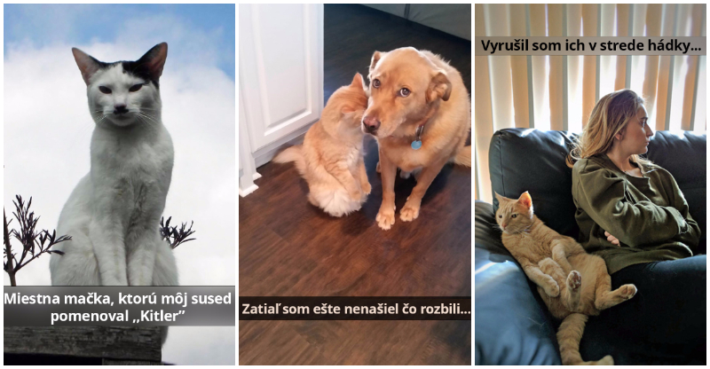 10 Obrázkov: Vtipné mačacie snapchaty, ktoré ťa zaručene pobavia