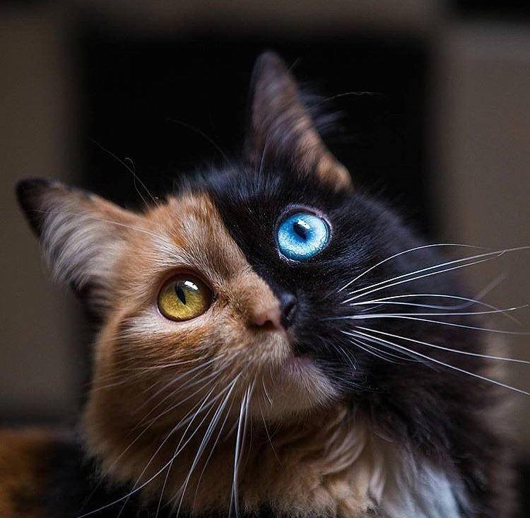 85558540