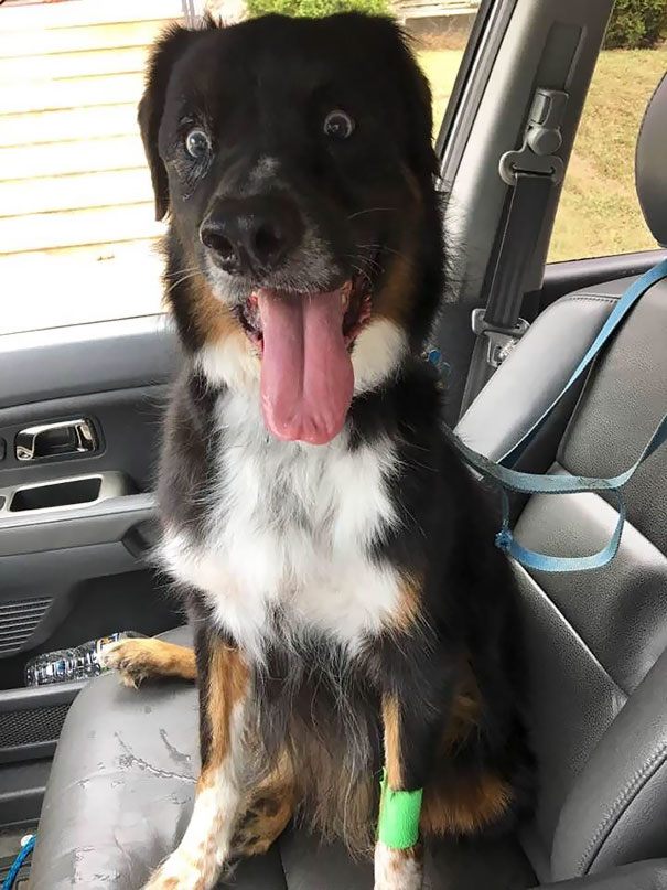 funny-animal-expressions-after-vet-1-5a28fa93176d9__605