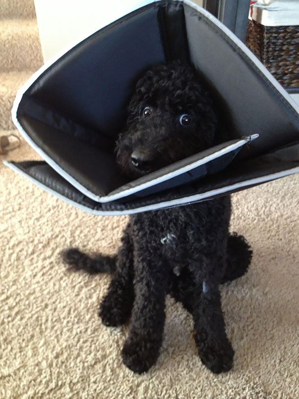 funny-animal-expressions-after-vet-103-5a4c8847b12fe__605