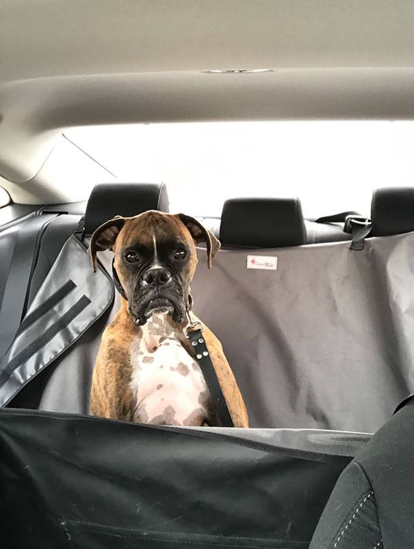 funny-animal-expressions-after-vet-11-5a290a75aaec4__605